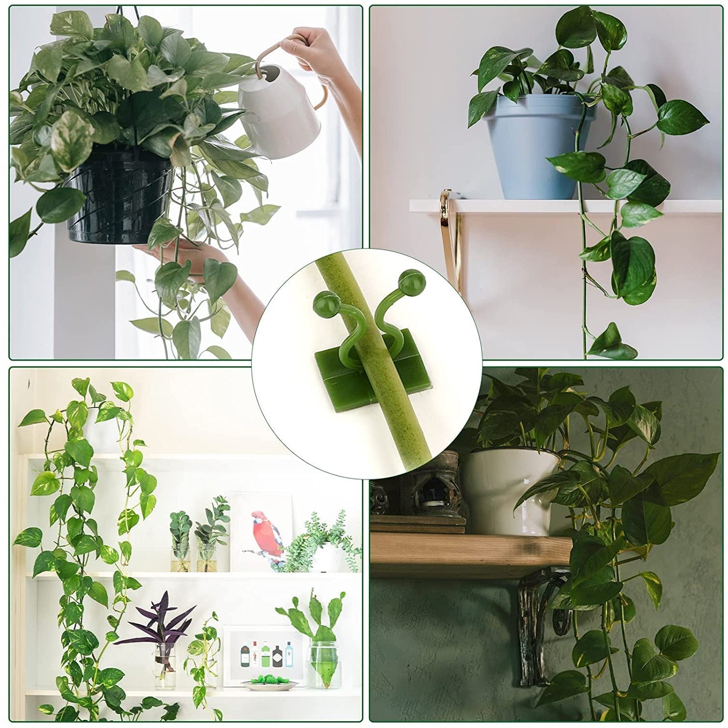 money plant support clips vine plant (10 pcs set)