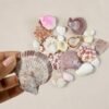 natural decorative sea shells set (1 set) natural decorative sea shells set (1 set)