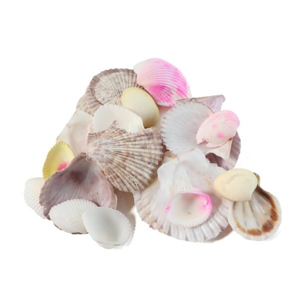 natural decorative sea shells set (1 set) natural decorative sea shells set (1 set)