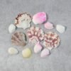 natural decorative sea shells set (1 set) natural decorative sea shells set (1 set)