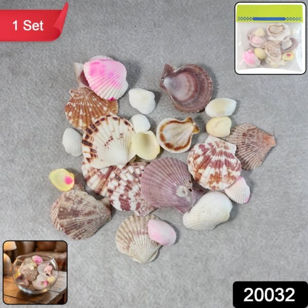 natural decorative sea shells set (1 set) natural decorative sea shells set (1 set)