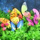04_butterfly.jpg